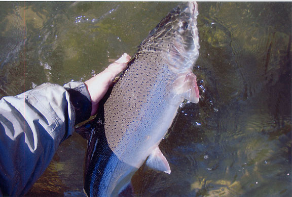 Carlo's Coastal Rainbow Trout (Steelhead)