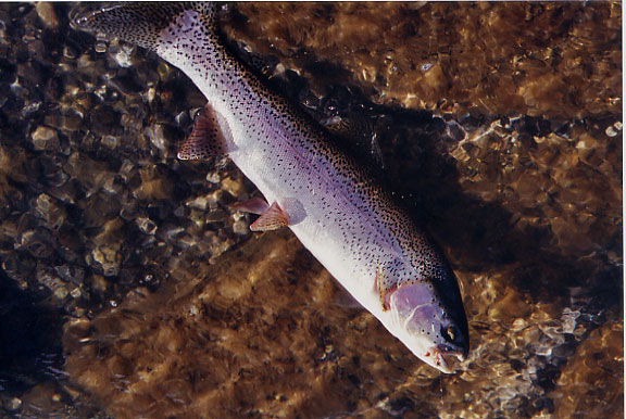 Carlo's Eagle Lake Rainbow Trout