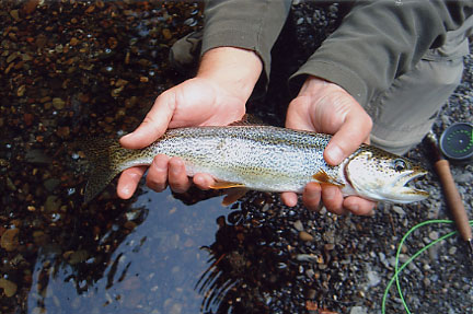 Searun Cutthroat Trout