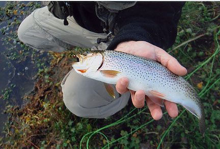 Searun Cutthroat Trout