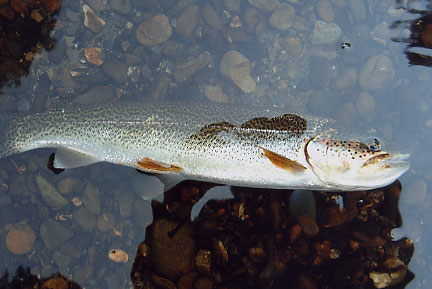 Searun Cutthroat Trout