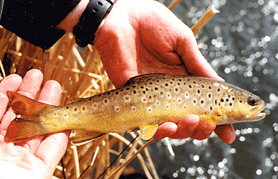 A brown in the hand